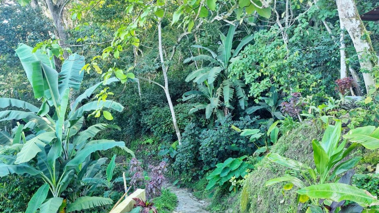 Minca Sintropia - Sustainable Lodge & Organic Coffee Finca Exterior photo